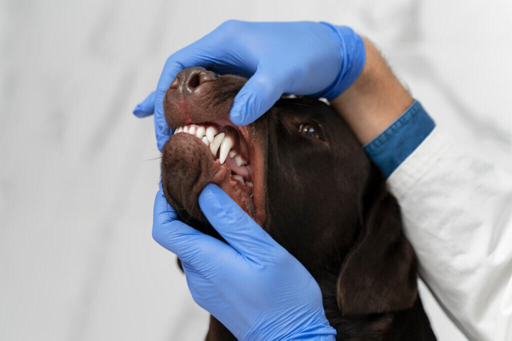 Saúde dentária: entenda a importância da profilaxia e do cuidado especializado